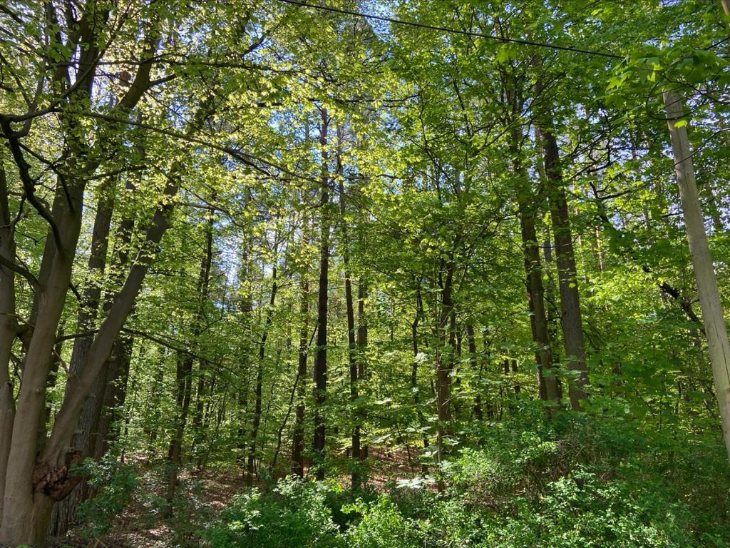 Waldwerk Wurlgrund Lychen Aparthotel Kültér fotó