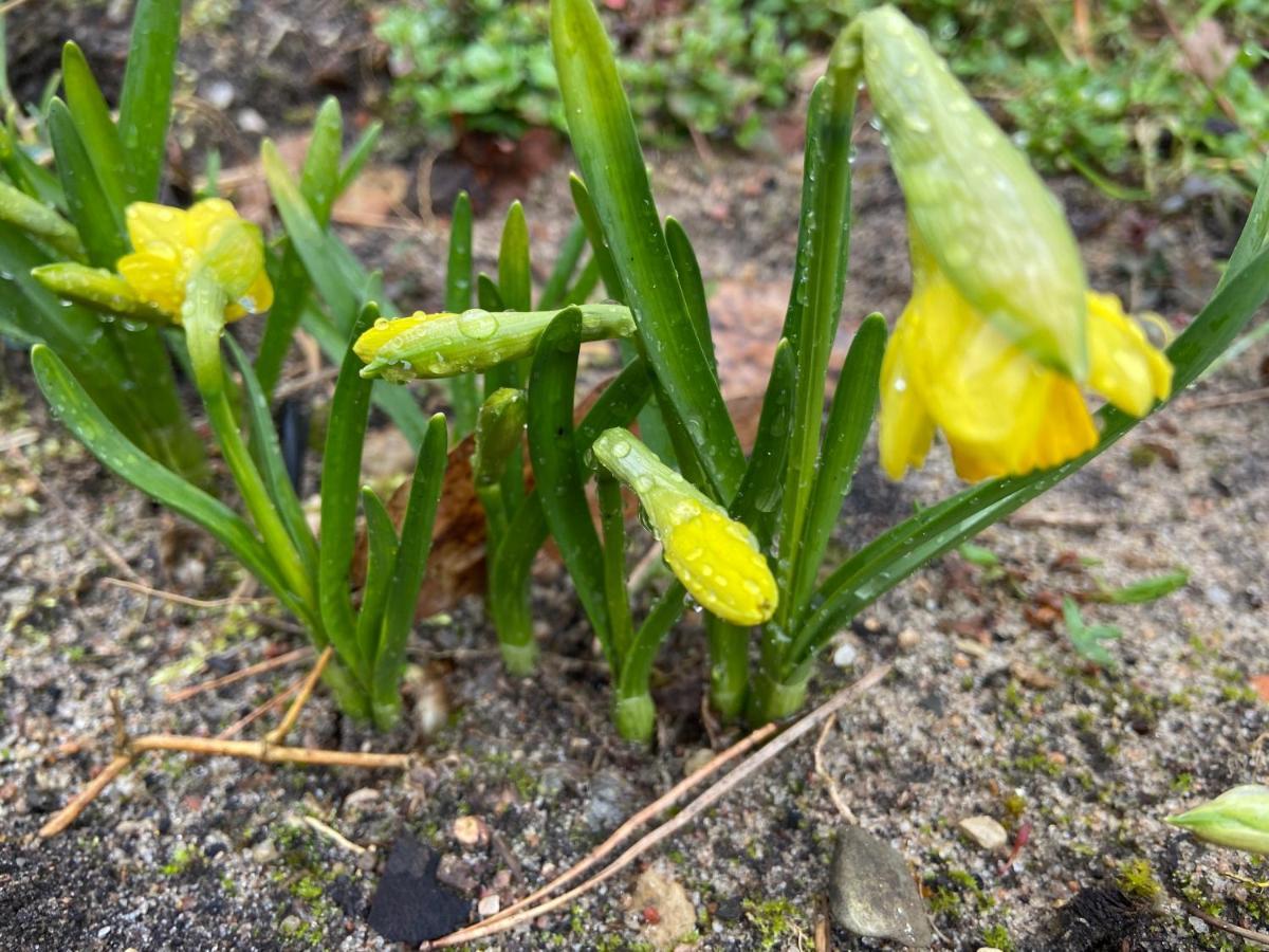Waldwerk Wurlgrund Lychen Aparthotel Kültér fotó